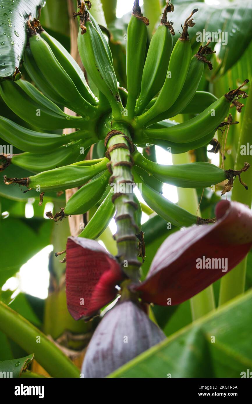 Un gros plan de bananes vertes douces en croissance sur la branche d'arbre entourée de grandes feuilles vertes dans la jungle Banque D'Images