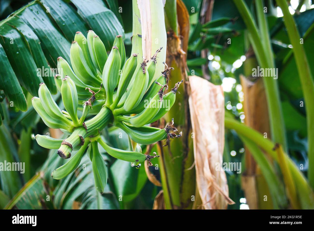 Un gros plan de bananes vertes douces en croissance sur la branche d'arbre entourée de grandes feuilles vertes dans la jungle Banque D'Images