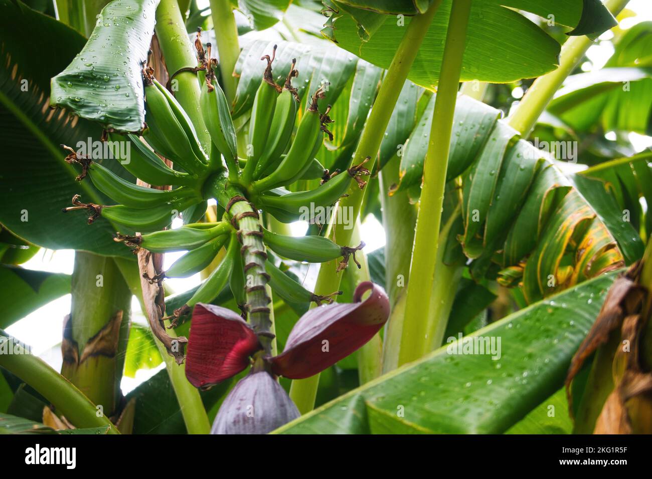 Un gros plan de bananes vertes douces en croissance sur la branche d'arbre entourée de grandes feuilles dans la jungle Banque D'Images