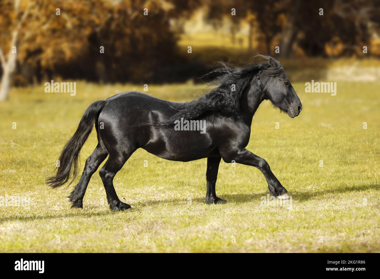 Cheval frison galopant Banque D'Images