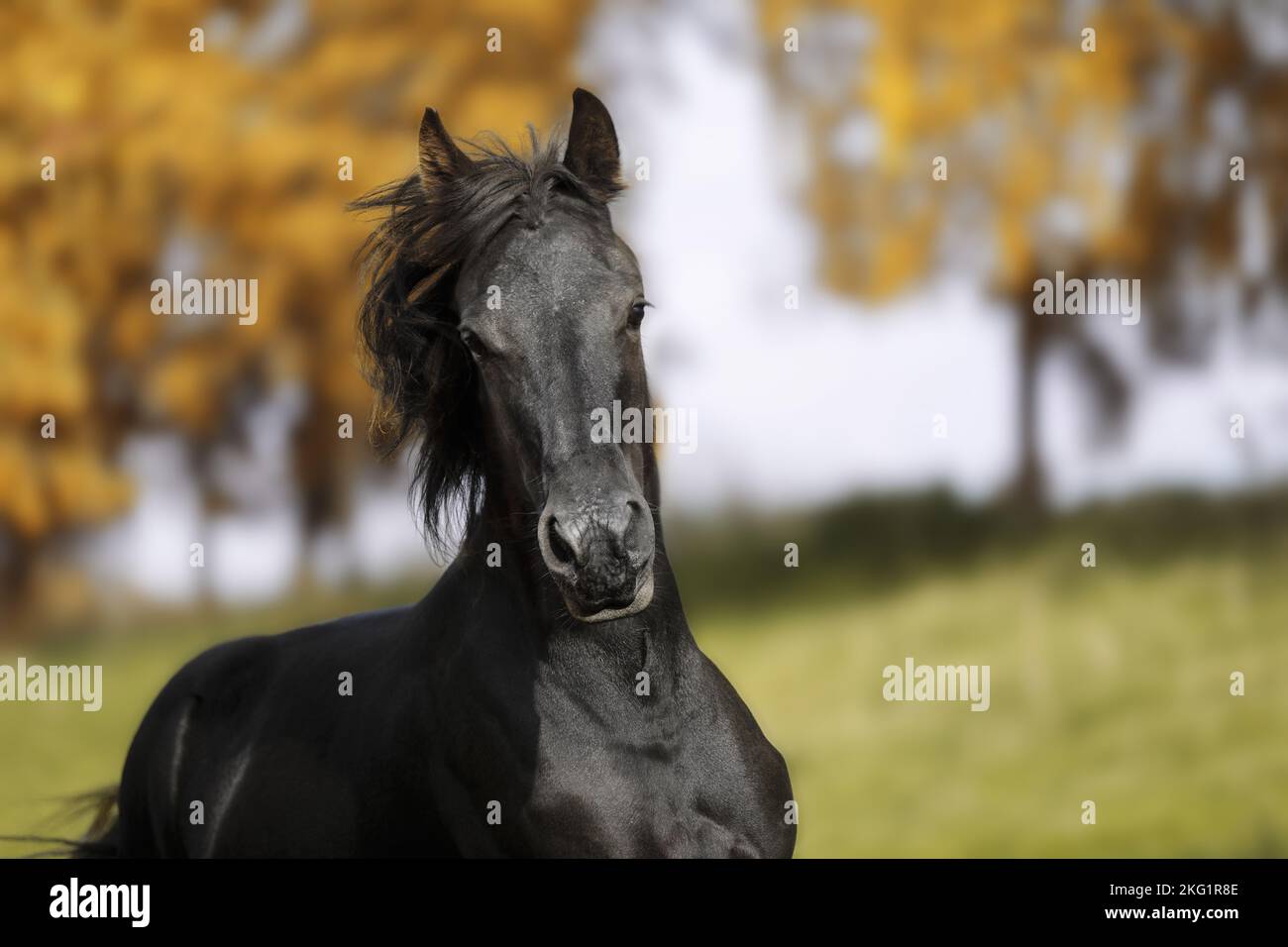 Portrait cheval frison Banque D'Images