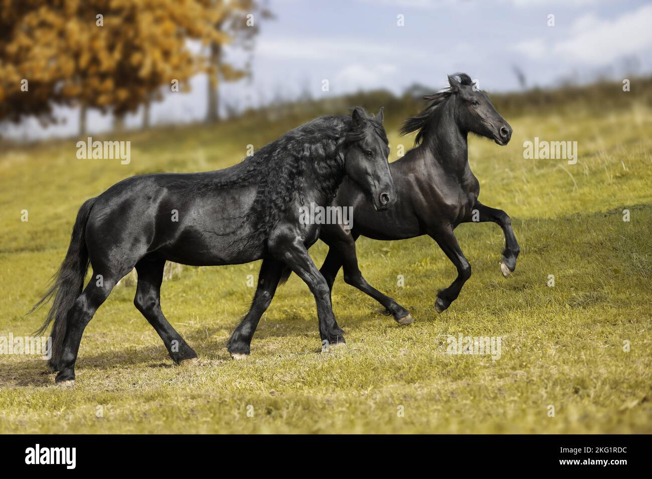 Cheval frison sur une prairie Banque D'Images