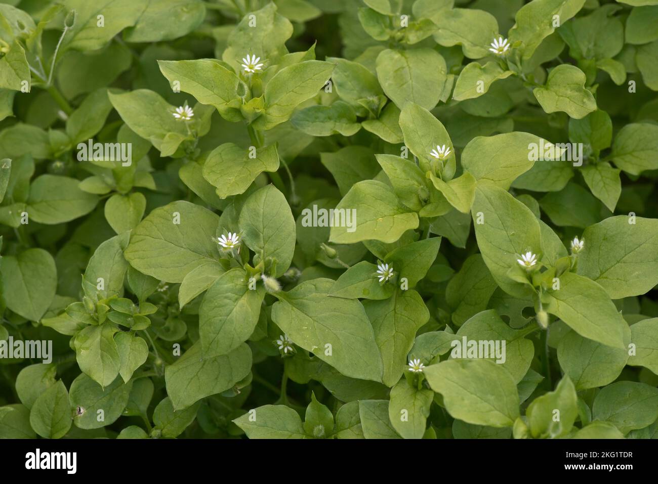 Plante herbeuse annuelle à fleurs de l'herbe commune (Stellaria media), avec de petites fleurs parmi les feuilles vertes, Berkshire, septembre Banque D'Images