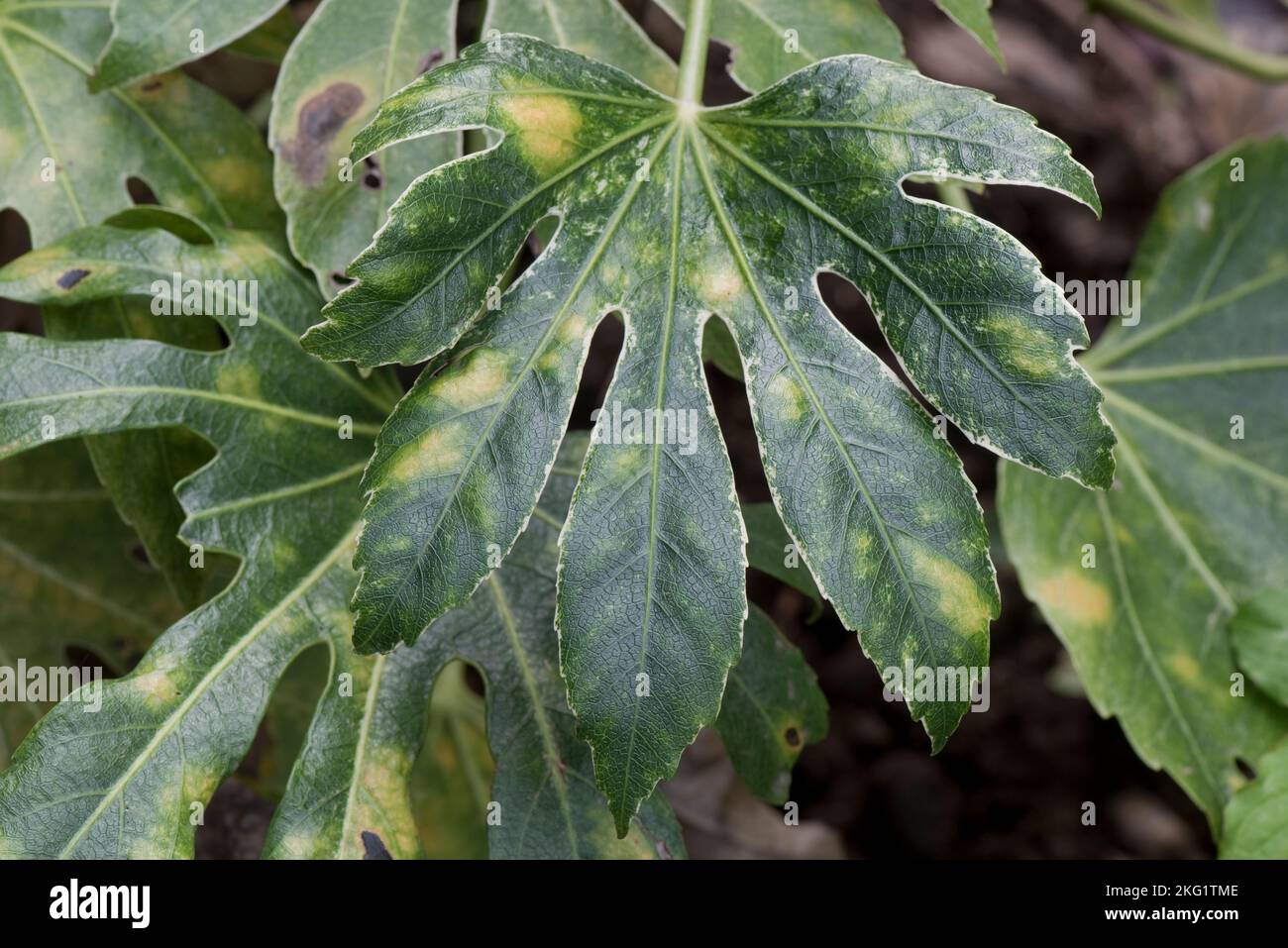 Type d'acarien augmenté des dommages de boursouflure au sommet d'un Fatsia japonica, un jardin ornemental, feuilles variegatées, la cause exacte n'est pas connue, octobre Banque D'Images