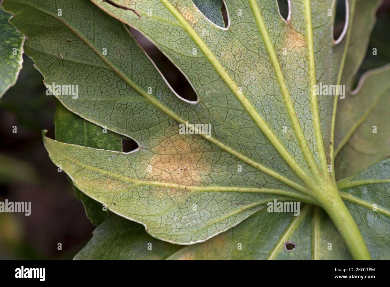 Type d'acarien cloque dommages à la face inférieure d'une Fatsia japonica, un jardin ornemental, feuille variégée, la cause exacte n'est pas connue, octobre Banque D'Images