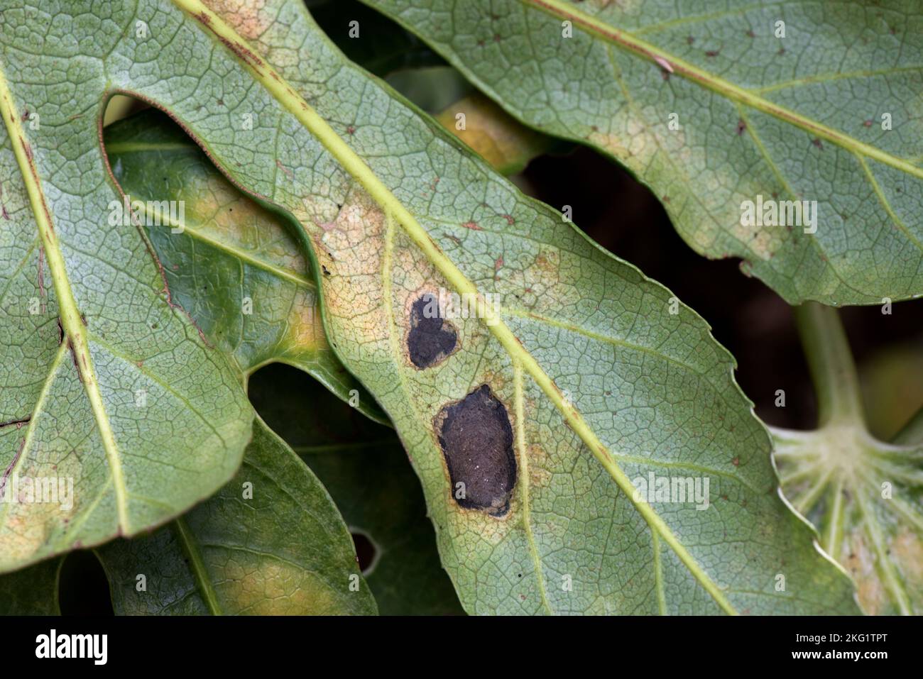 Type d'acarien cloque dommages à la face inférieure d'une Fatsia japonica, un jardin ornemental, feuille variégée, la cause exacte n'est pas connue, octobre Banque D'Images