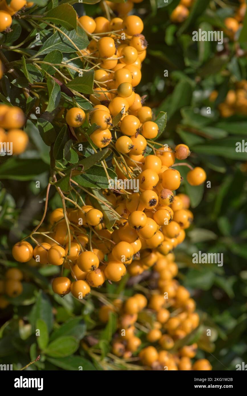 Baie mûre jaune-orange attrayante et profeuse comme les dômes de la brousse épineuse de pomorthorn (Pyracantha spp.) dans le jardin du début de l'automne, Berkshire septembre Banque D'Images