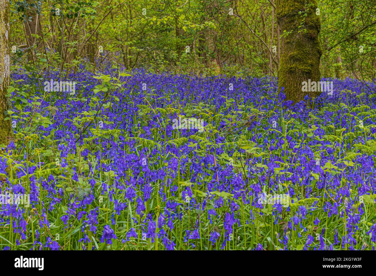 Un tapis de broussettes sauvages dans l'ancienne terre de Woddland sur Duncliffe Hill entre Shaftesbury et West Stour dans le nord du Dorset Banque D'Images