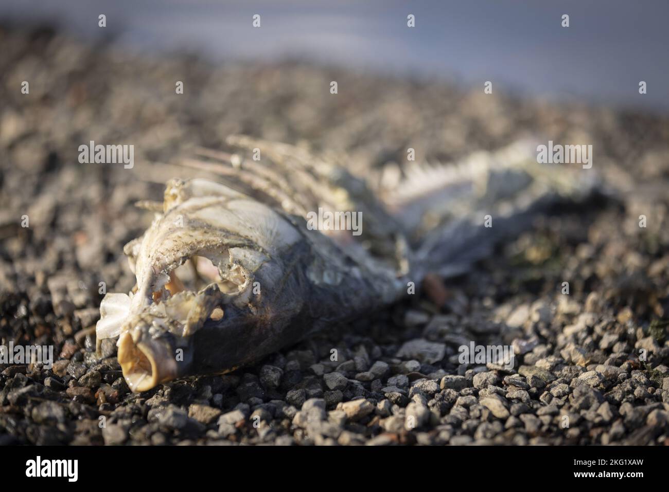 poissons morts Banque D'Images