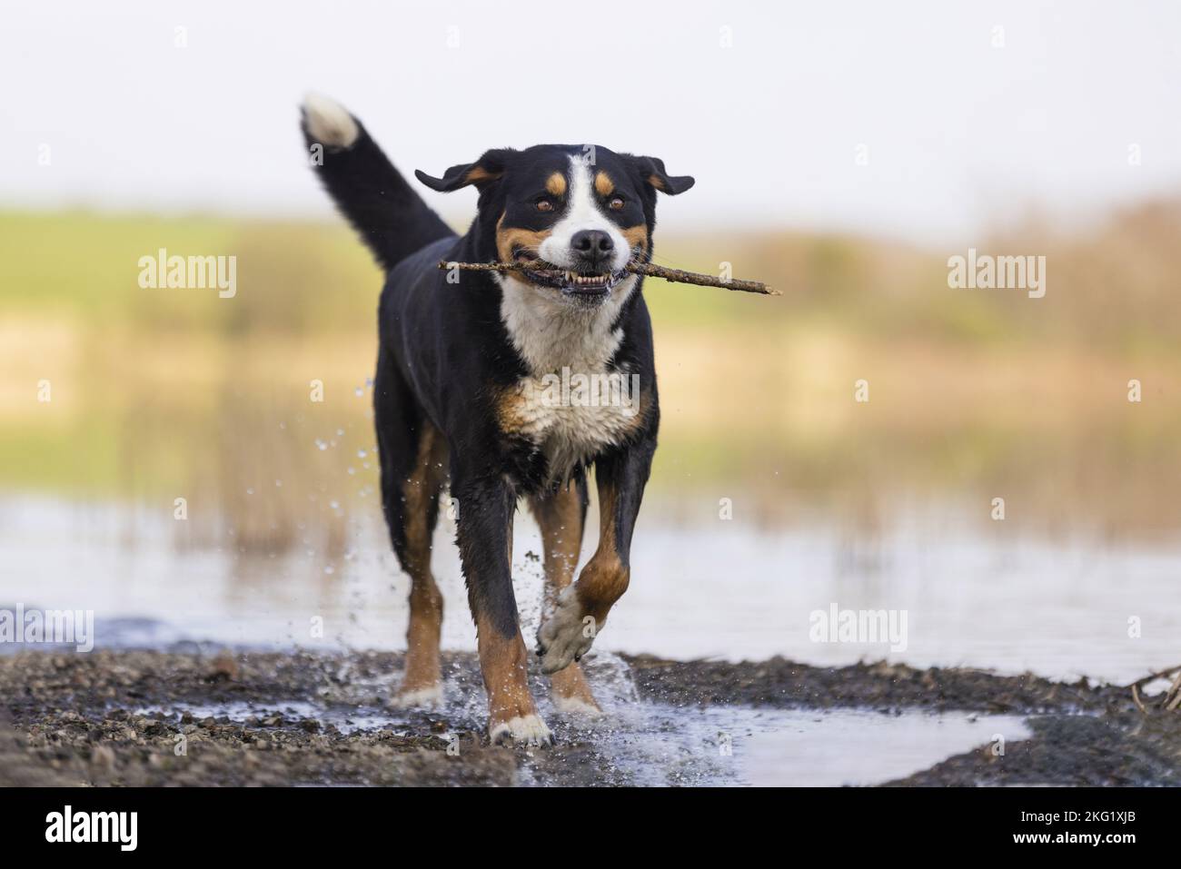 Grand chien de montagne suisse masculin Banque D'Images