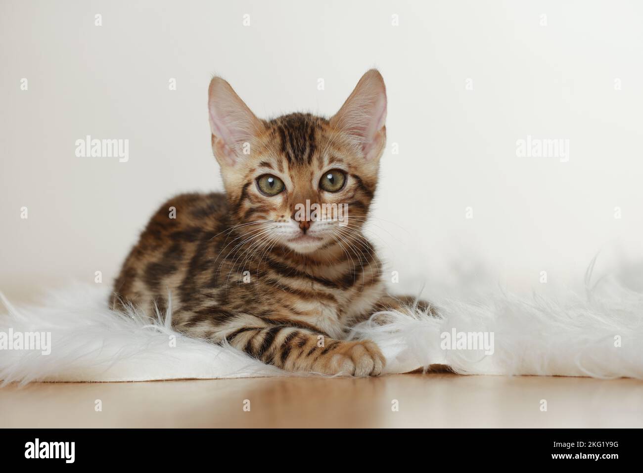 Chaton Bengal Banque D'Images