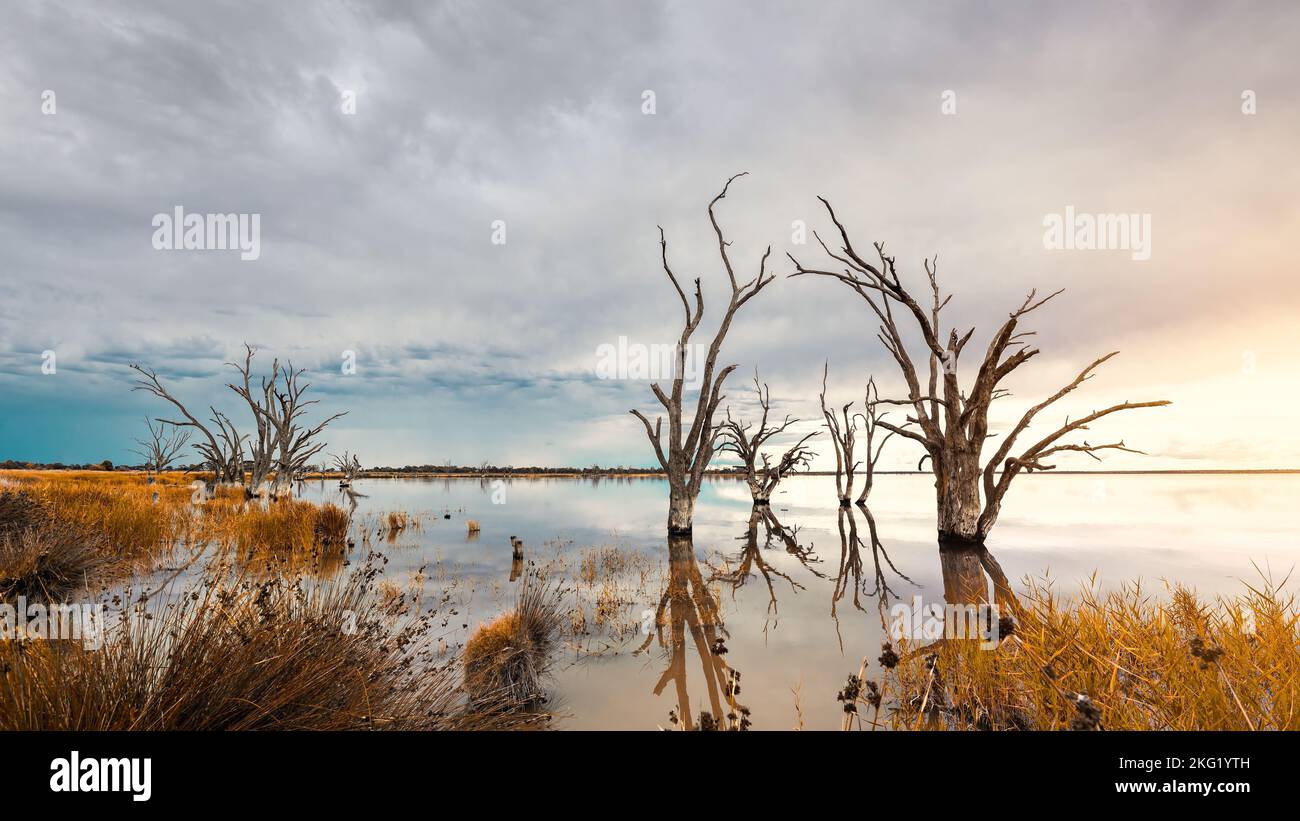 Lac Bonney arbres morts poussant hors de l'eau à la tombée de la nuit, Australie méridionale Banque D'Images