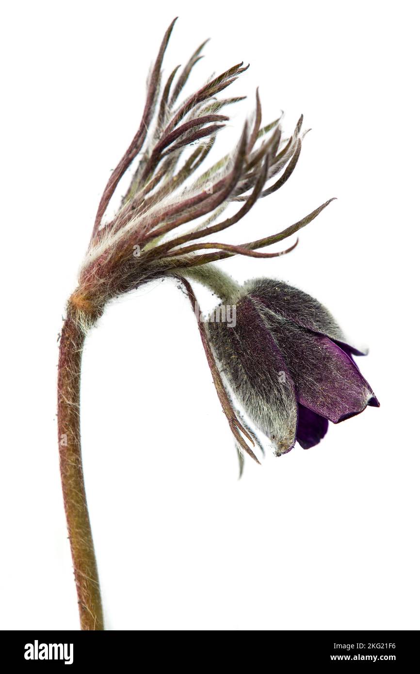 Pasqueflower. Belle fleur de petite fleur de pasque ou de paqueflower sur la prairie à fleurs en latin Pulsatilla pratensis isolé sur fond blanc Banque D'Images