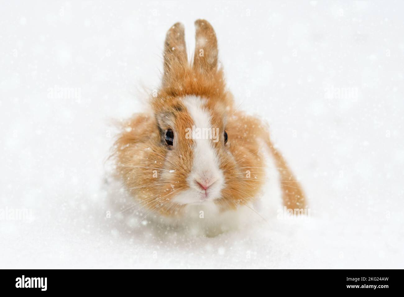 Joli petit lapin dans la neige avec flocons de neige Banque D'Images