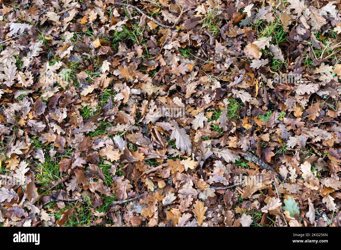 Fond feuilles mortes Banque D'Images