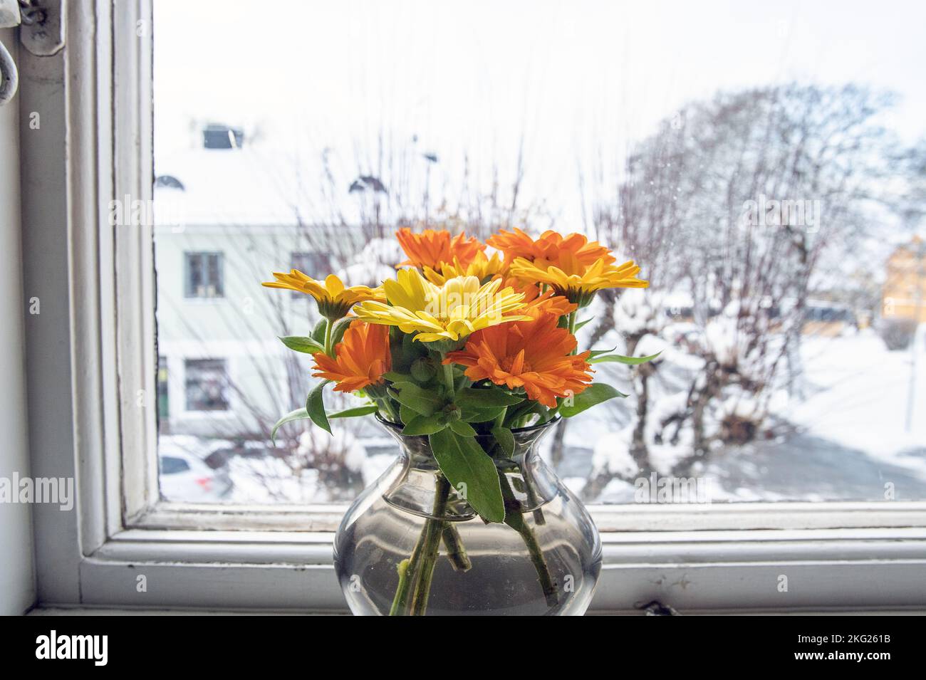 Fleurs Marigold (Calendula officinalis) photo: Bo Arrhed Banque D'Images