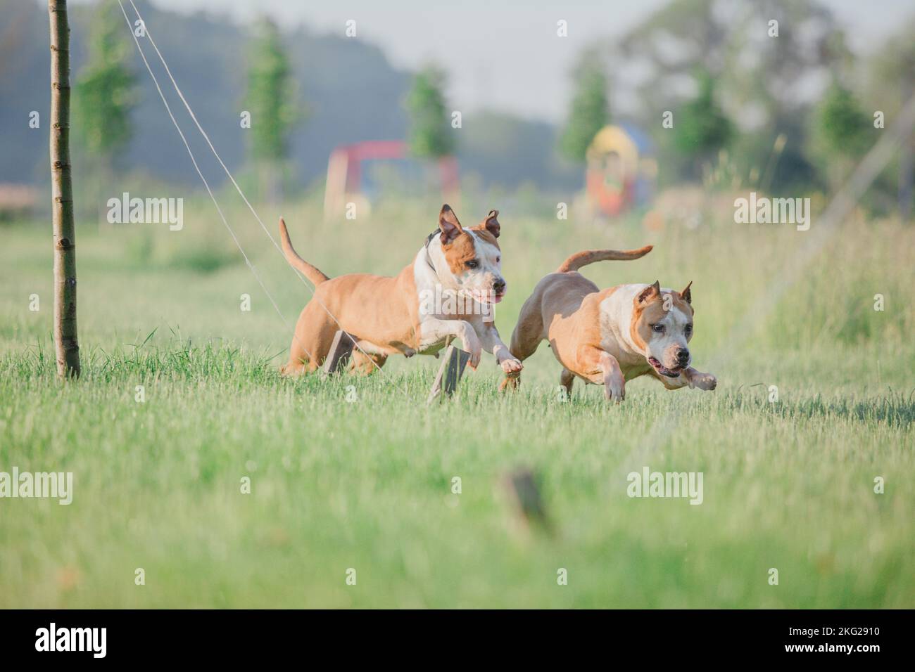 Chien courant. Race de chien Staffordshire Terrier. Chien courir sur l'herbe en été Banque D'Images