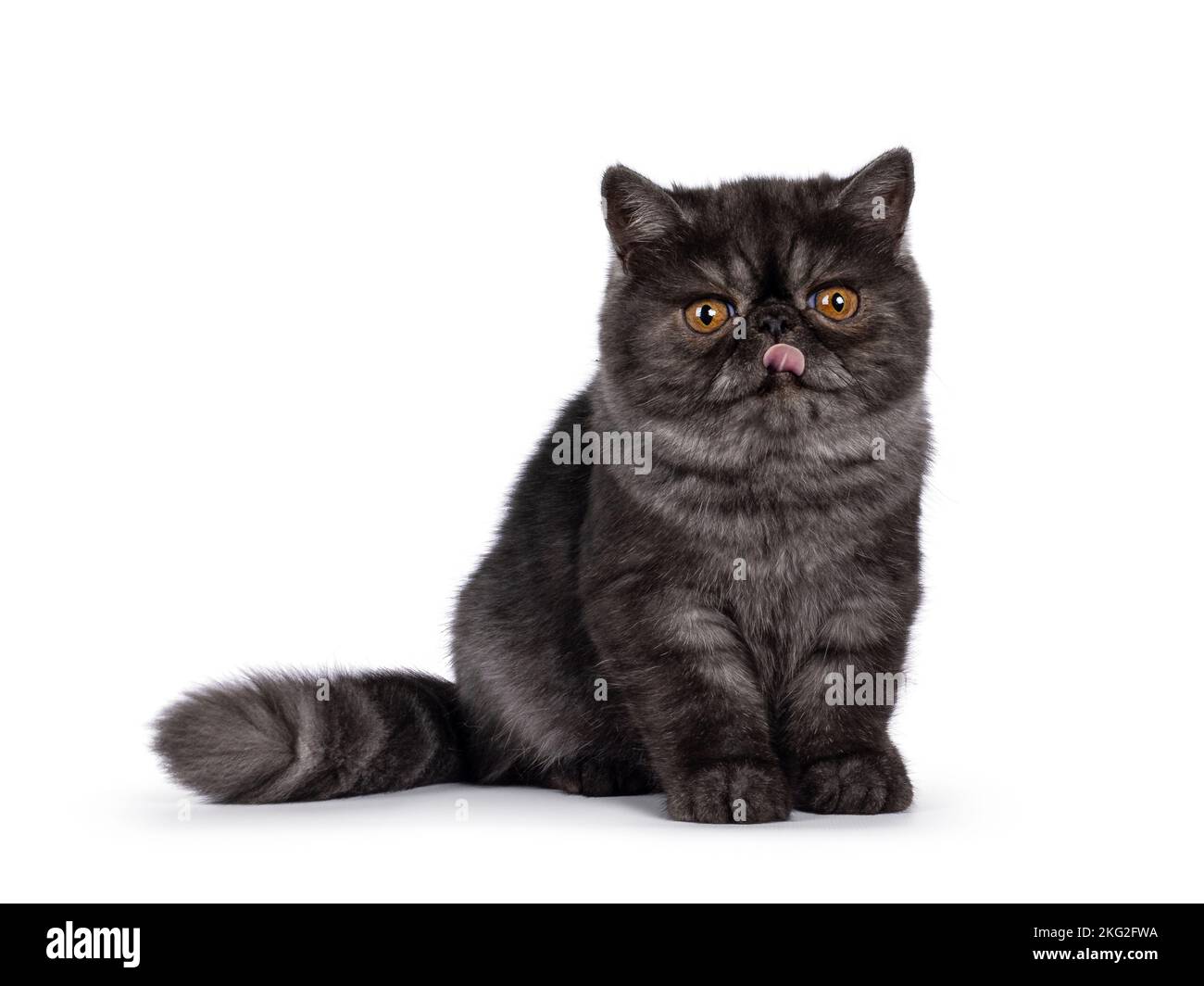 Excellent noir fumée exotique Shorthair chat kitten, assis sur les côtés en regardant vers l'appareil photo avec tête ronde et grands yeux orange et en sortant p Banque D'Images