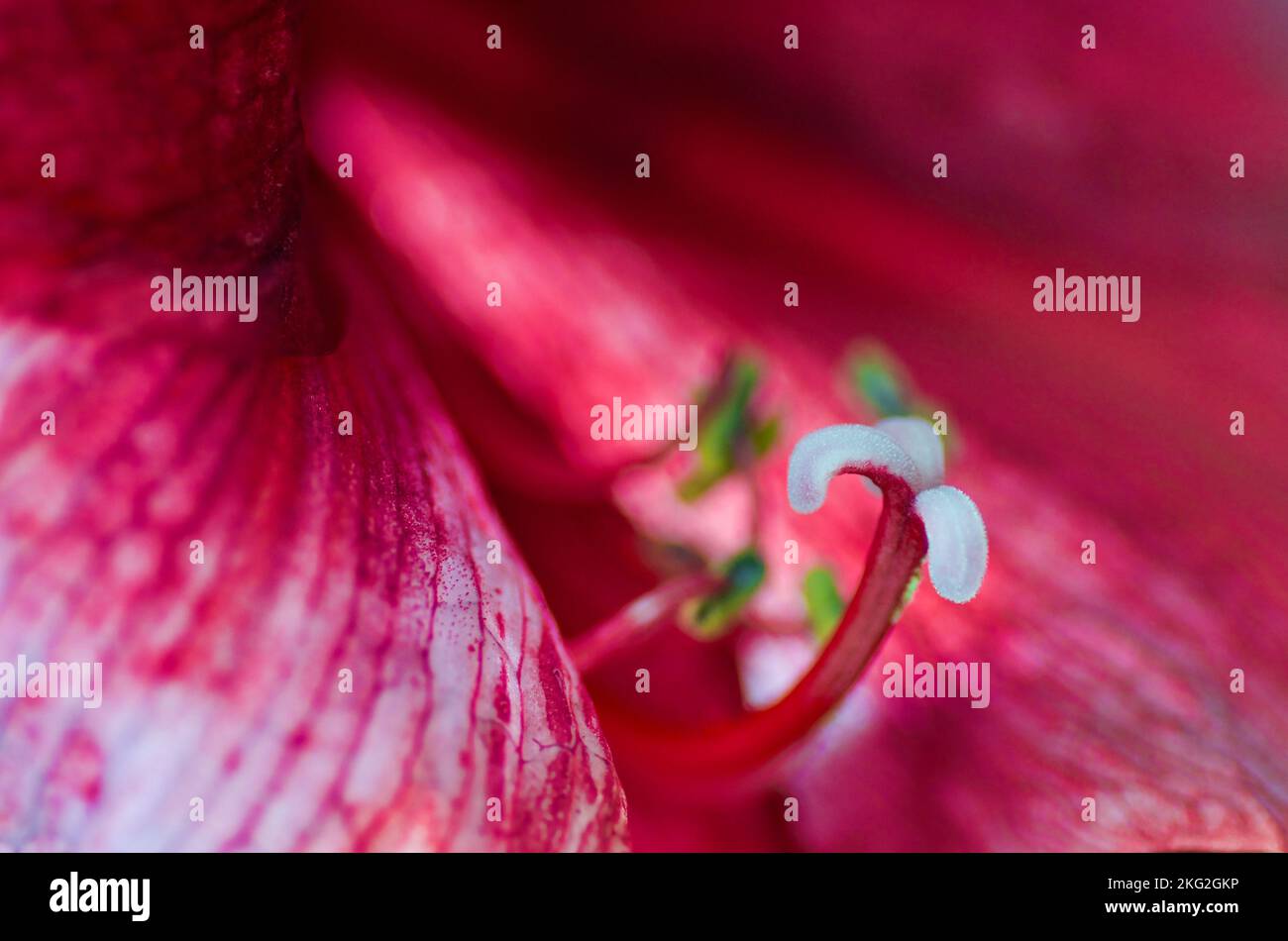 Gros plan d'une fleur d'Amaryllis rouge avec l'étamine et le pistil et le style rouge et avec la stigmatisation blanche en foyer. Banque D'Images