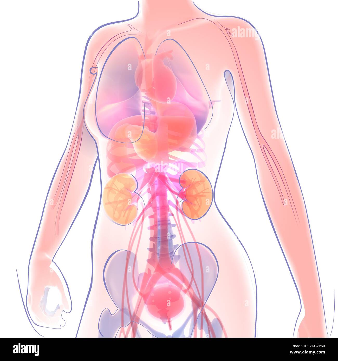 3d et illustration de la ligne de l'anatomie féminine. Image transparente montrant les organes internes sur fond blanc. Banque D'Images