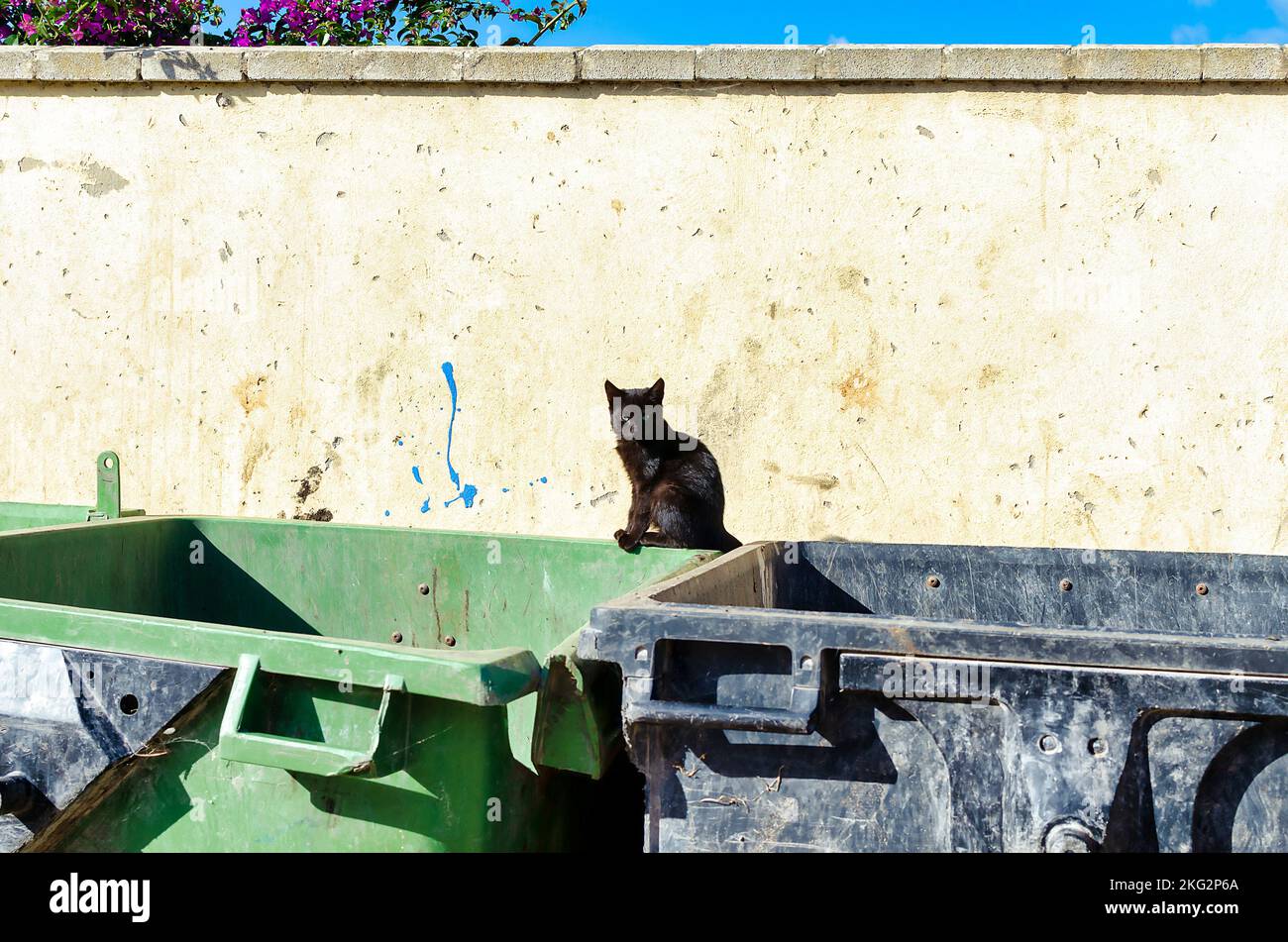 Chat noir sans-abri sur une benne Banque D'Images