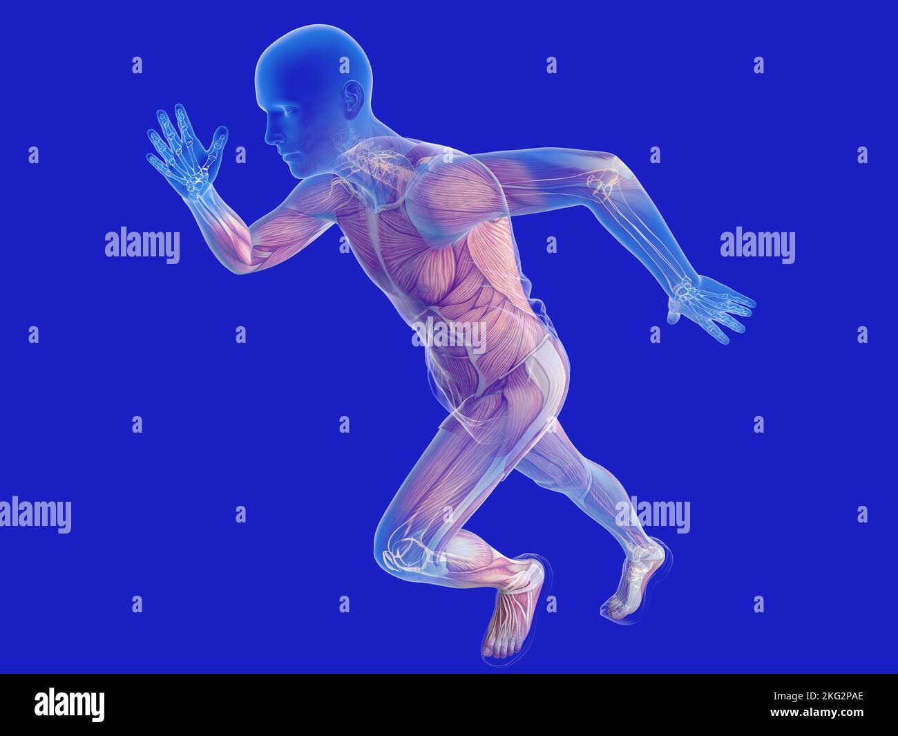 3d illustration de la course à pied à silhouette humaine transparente. Montrant le squelette intérieur, les articulations et les muscles. Banque D'Images