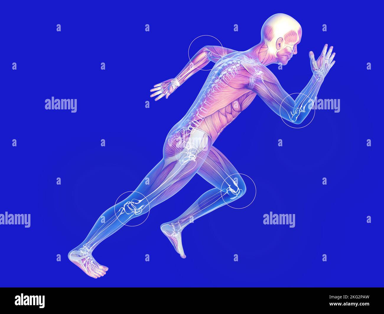 3D illustration d'une image transparente montrant le squelette ...