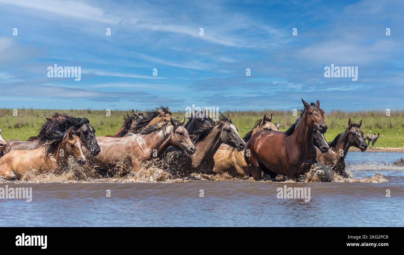 Chevaux sauvages traversant la rivière à Corrientes, en Argentine. Banque D'Images