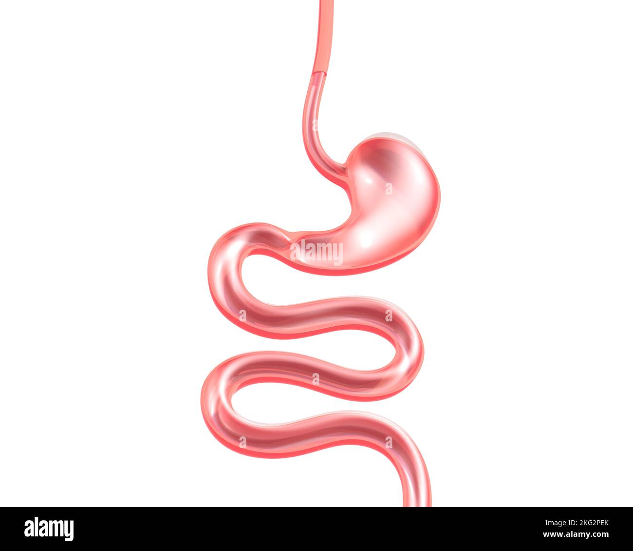 Verre transparent 3D illustration du système digestif. Anatomie de  l'oesophage et de l'estomac à l'intestin grêle Photo Stock - Alamy