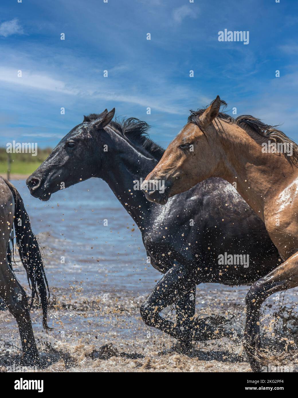 Photo verticale de deux chevaux sauvages, un brun et un noir, traversant une rivière. Banque D'Images