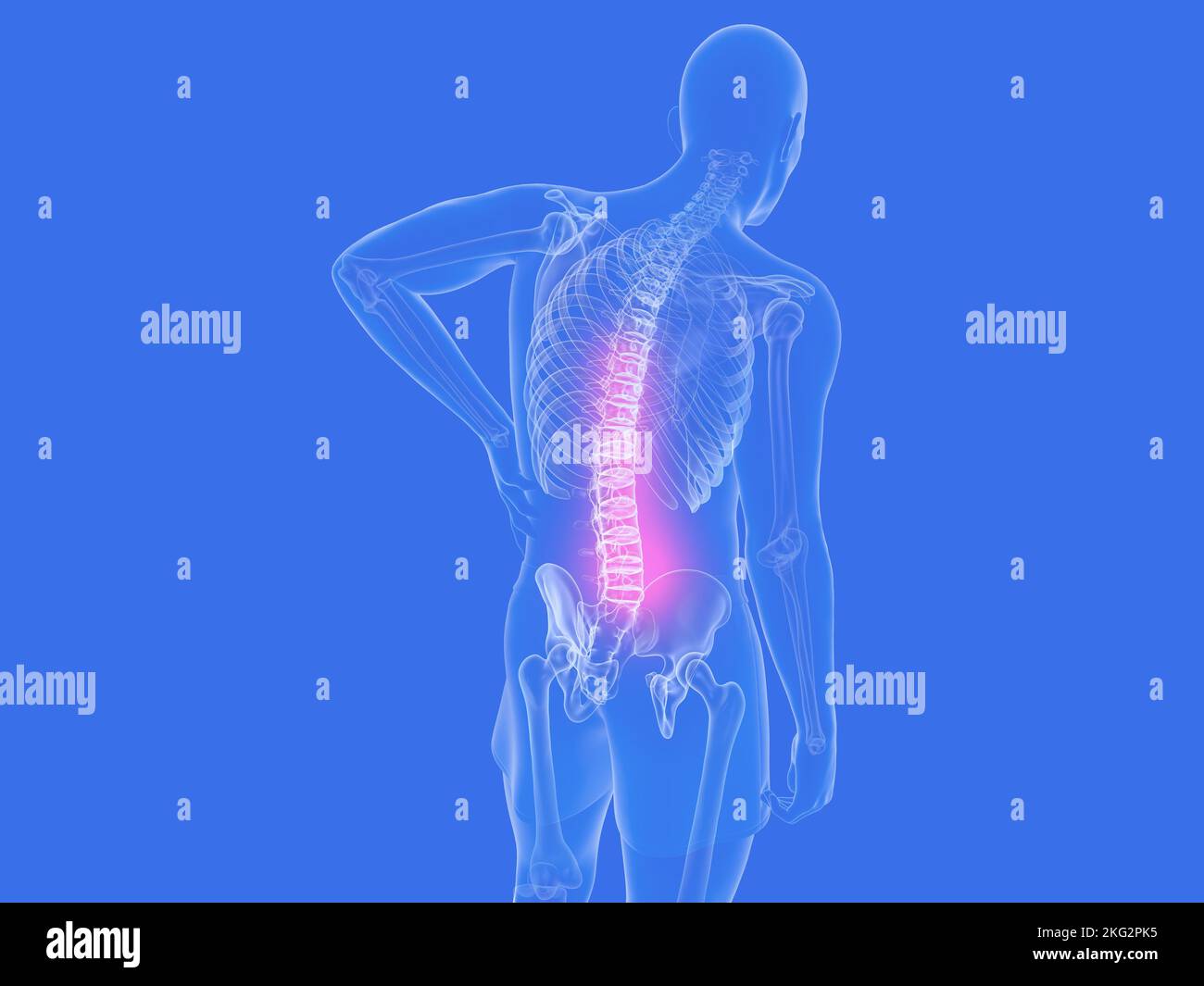 3D illustration de l'anatomie du dos avec douleur. Image transparente des os sur fond bleu. Banque D'Images