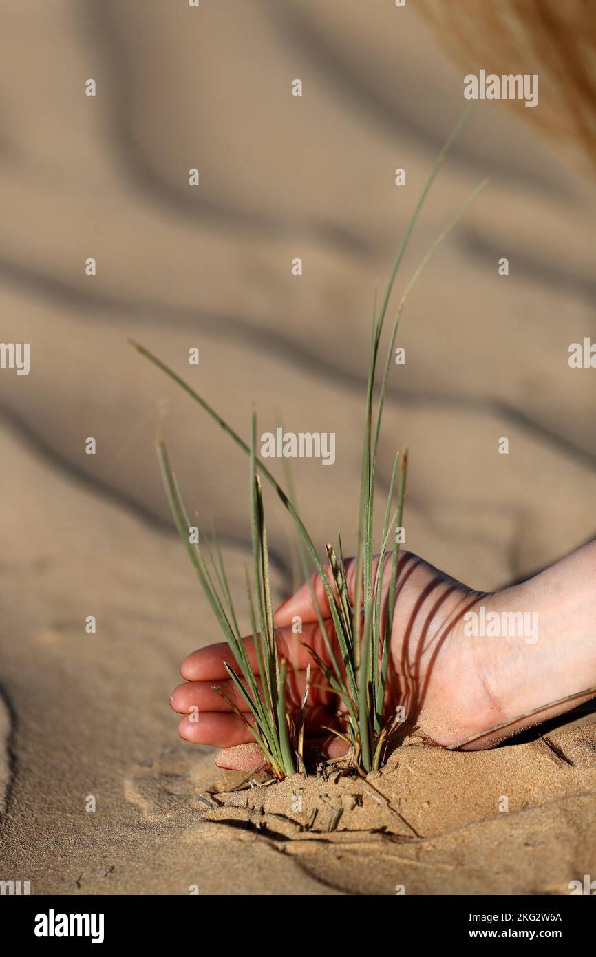 Mains tenant la plante poussant dans le désert. Sauver le monde et les problèmes environnementaux. Banque D'Images
