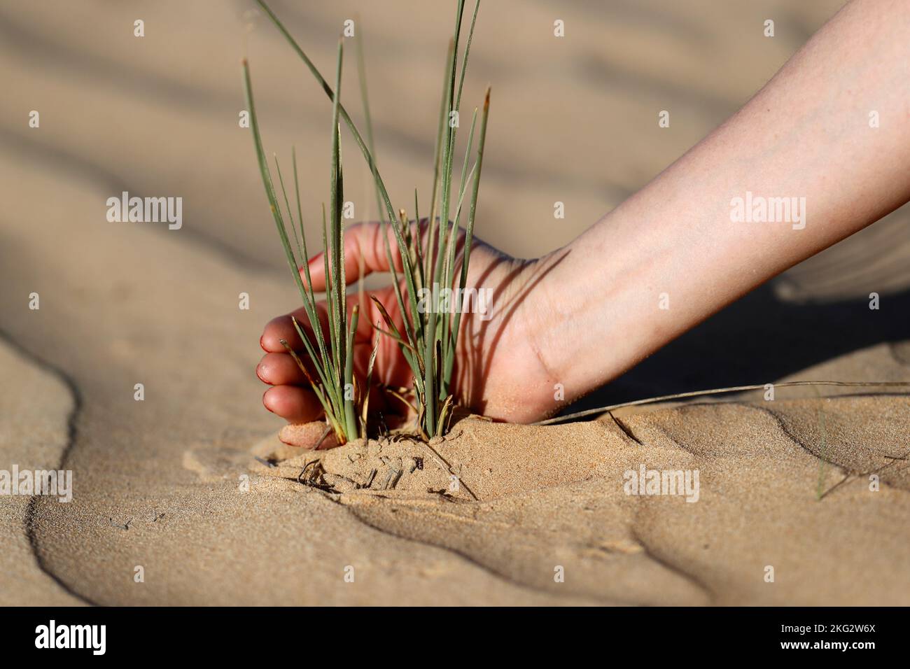 Mains tenant la plante poussant dans le désert. Sauver le monde et les problèmes environnementaux. Banque D'Images