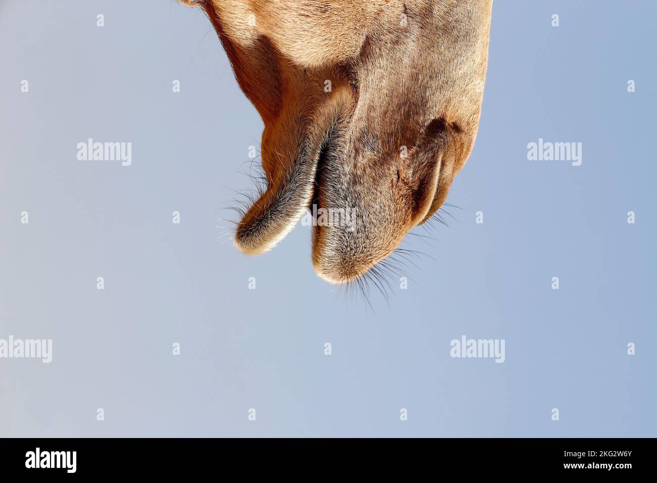 Ferme de chameaux dans le désert d'Abu Dhabi. Émirats arabes Unis Banque D'Images