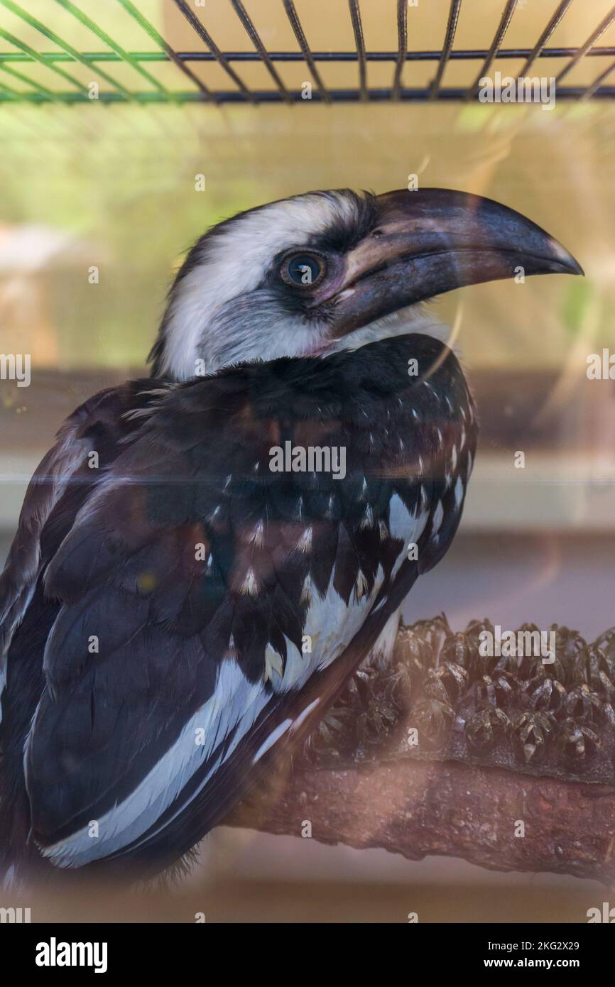 Poussin d'oiseau exotique Tockus deckeni ou charme de Von der Decken avec grand bec, nourri dans le parc de safari de Badoca en pépinière Banque D'Images