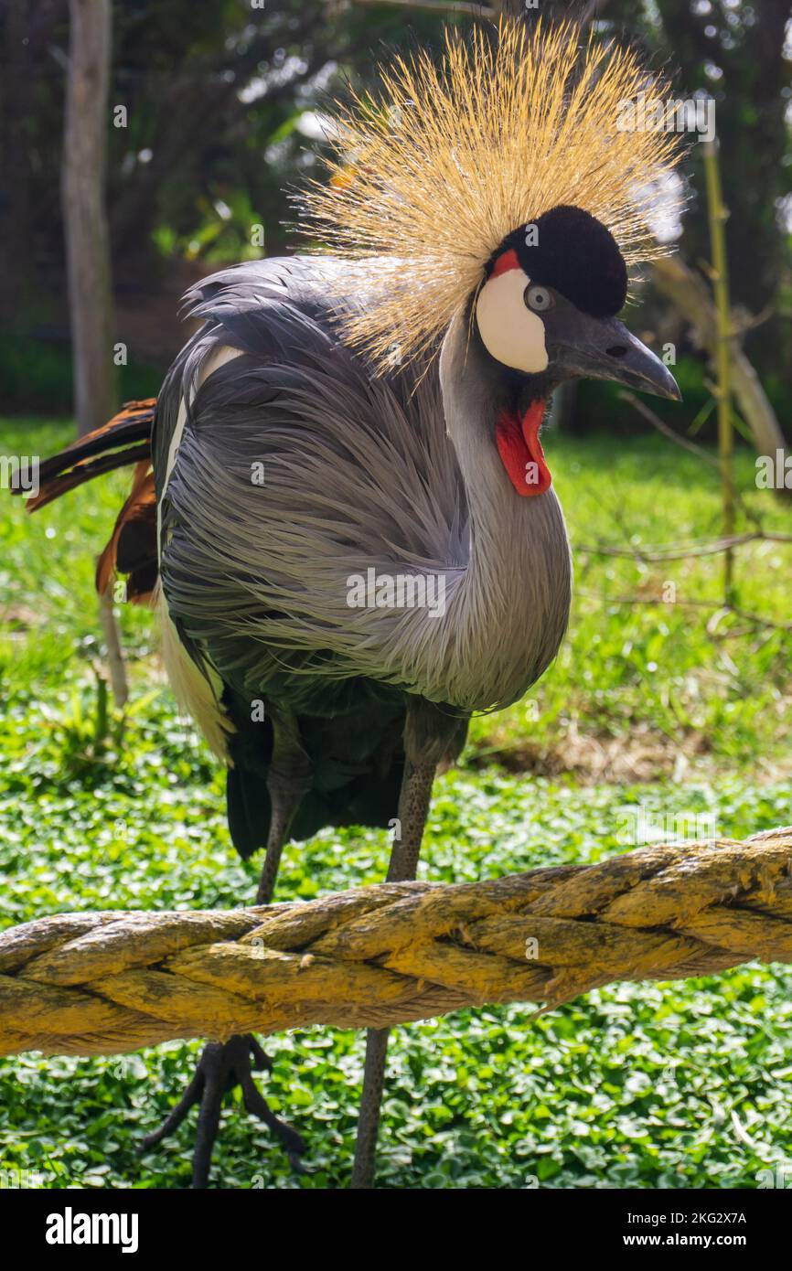 Gros gros gros gros gros gros oiseau africain couronné de grue Banque D'Images