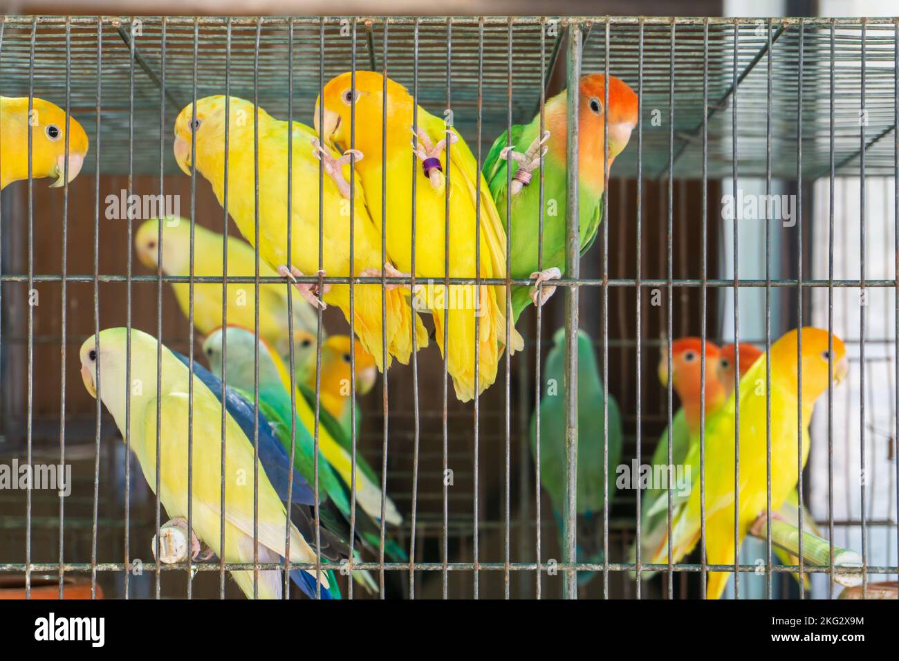 Petits perroquets colorés dans une cage de près Banque D'Images