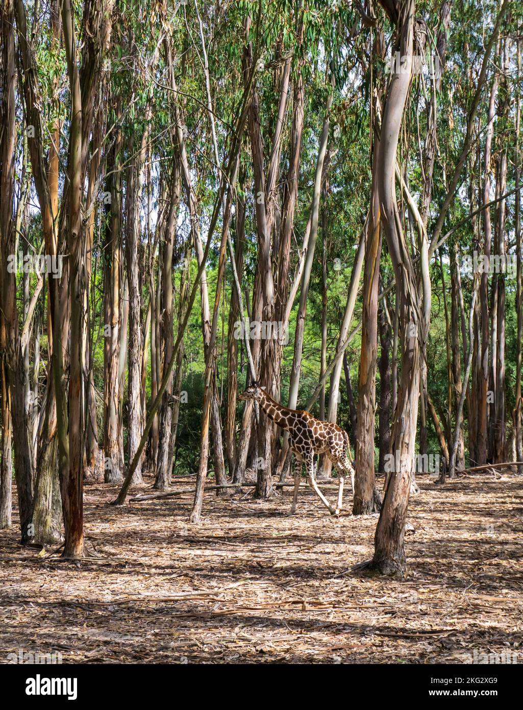 Petite girafe de bébé va parmi les eucalyptus dans le parc de safari Badoca Banque D'Images