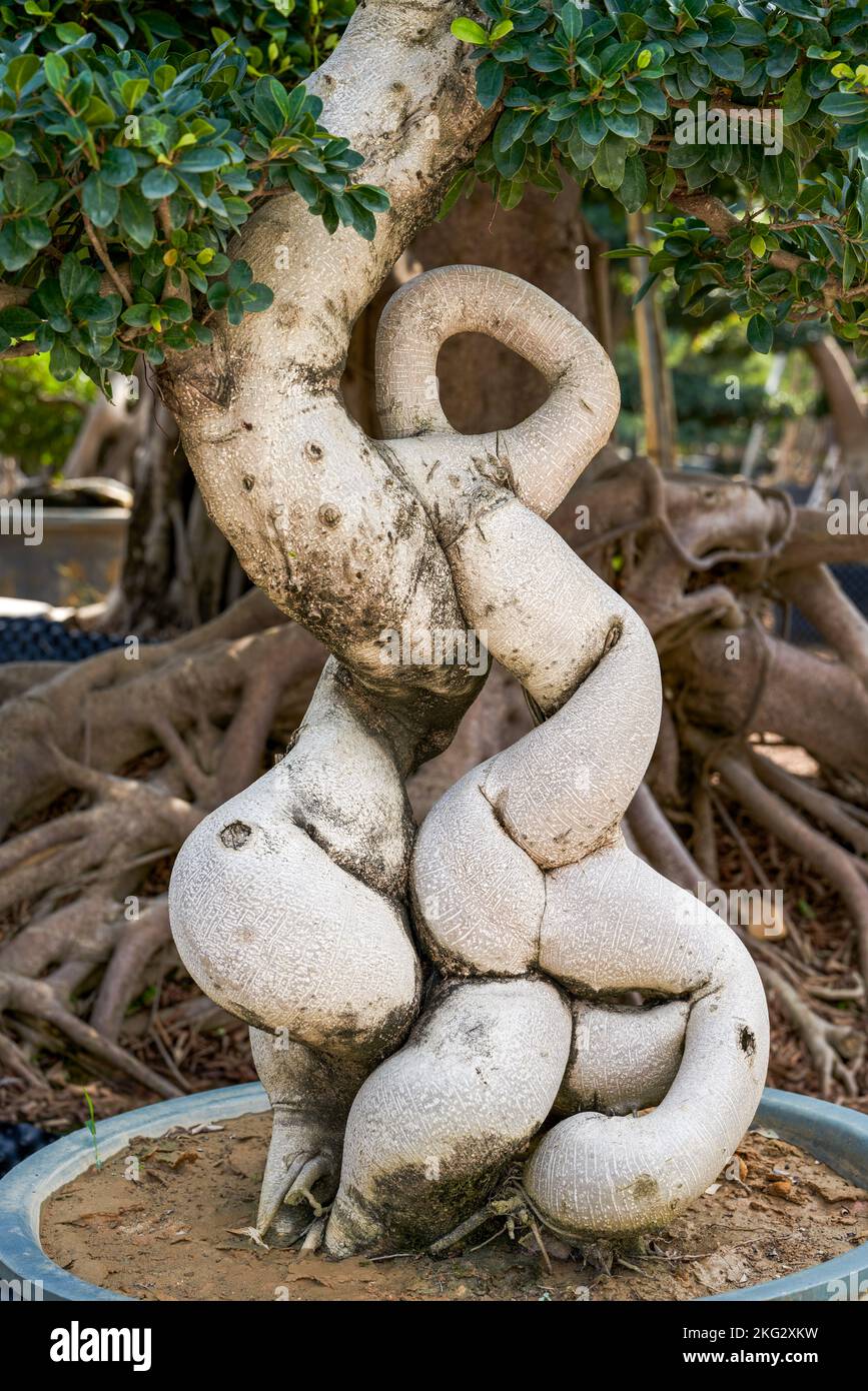 Gros plan d'une plante en pot banyan de forme étrange cultivée dans la plantation Banque D'Images