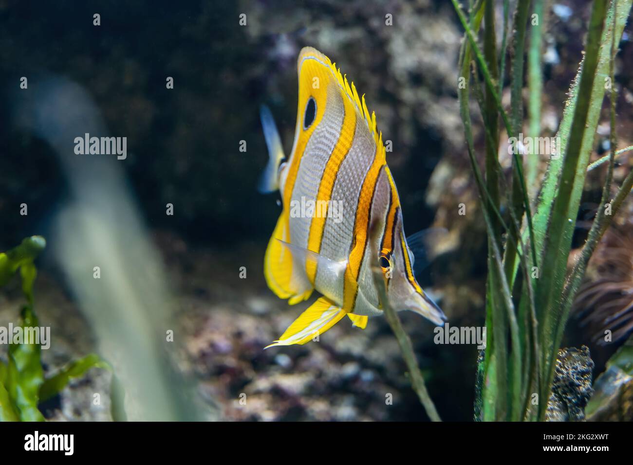 Le butterflyfish Copperband (Chelmon rostratus) ou le butterflyfish à bec, le Coralfish à bec ou le papillon à rayures orange, poisson d'eau salée originaire du corail Banque D'Images