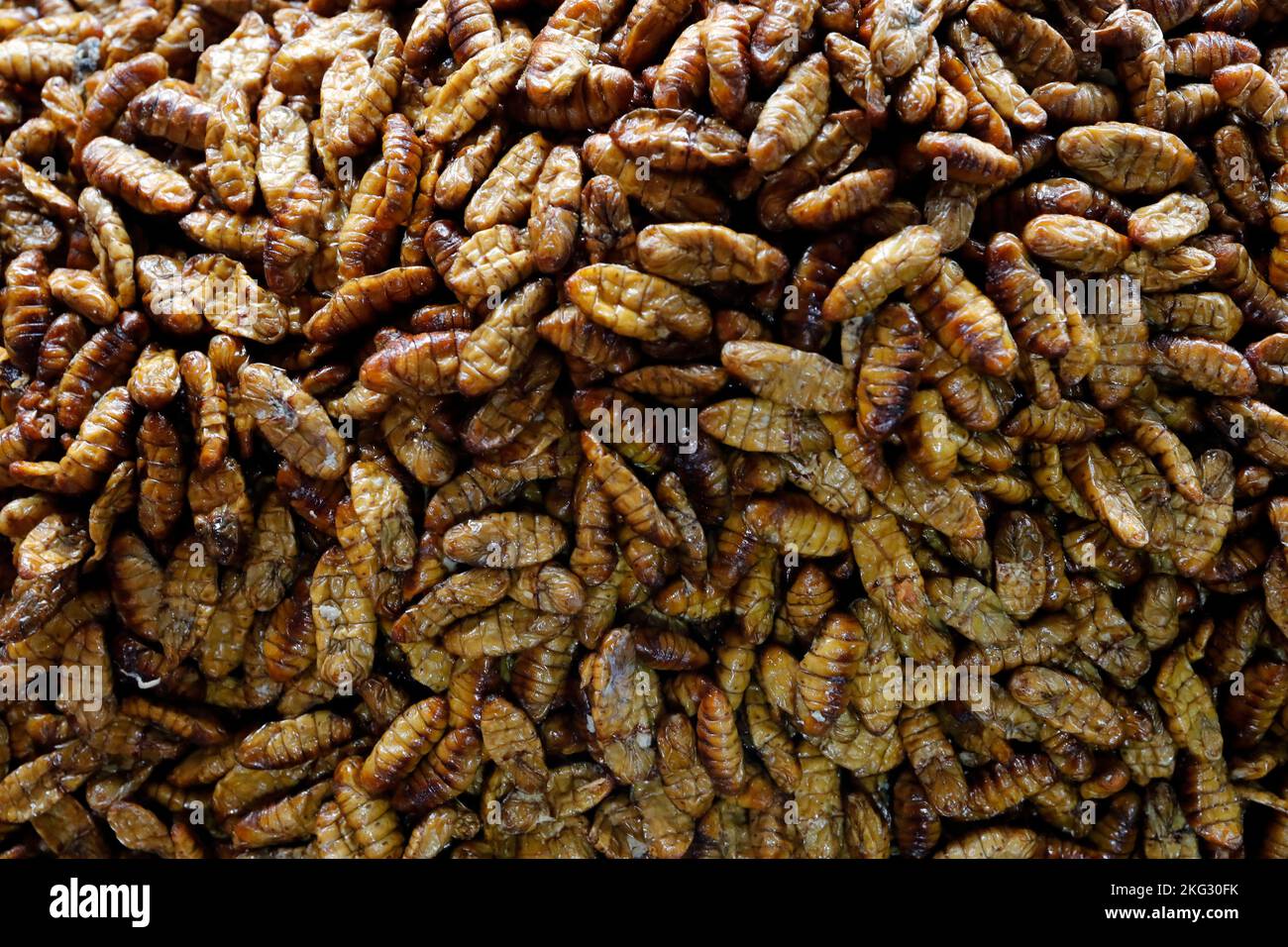 Larves d'insectes frits sur un marché. Aliments riches en protéines. Phnom Penh. Cambodge. Banque D'Images