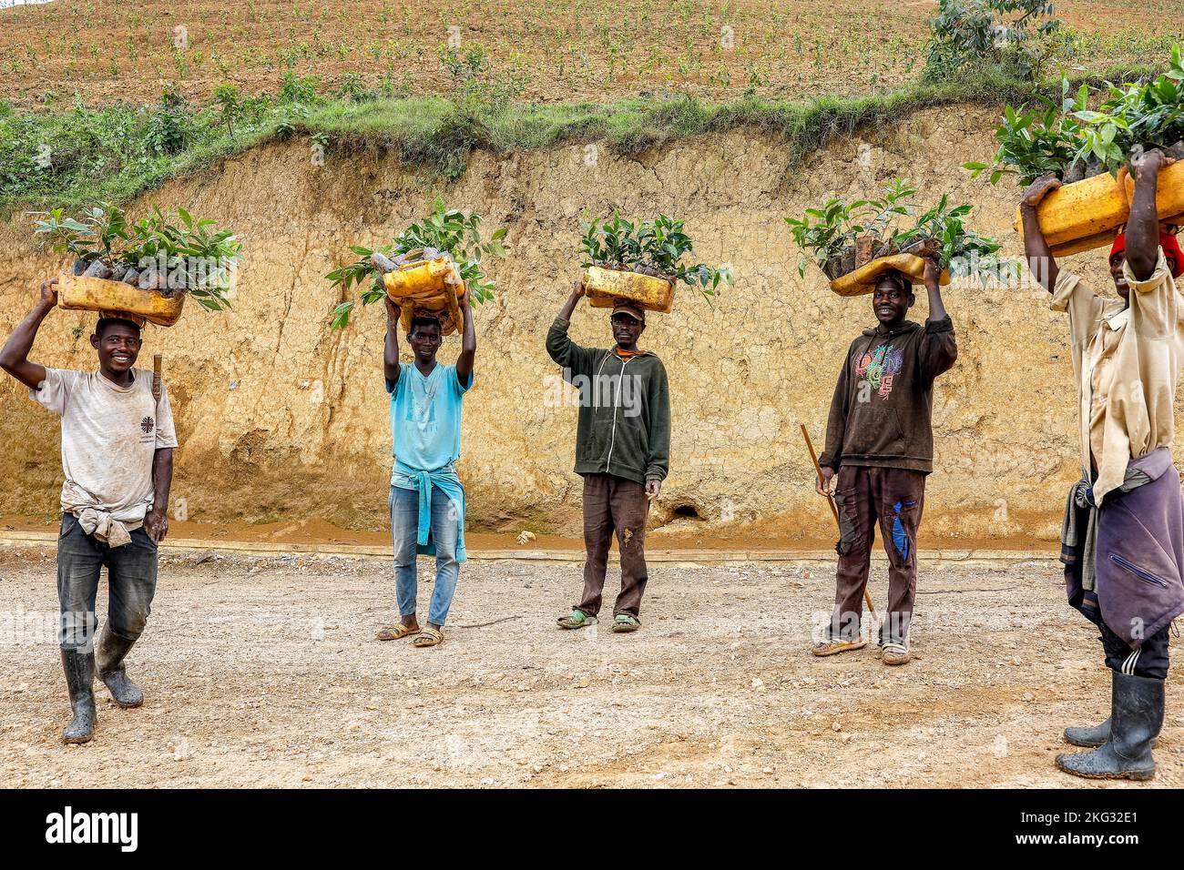 Les cueilleurs portant des arbres à thé sur leur tête dans l'ouest Banque D'Images