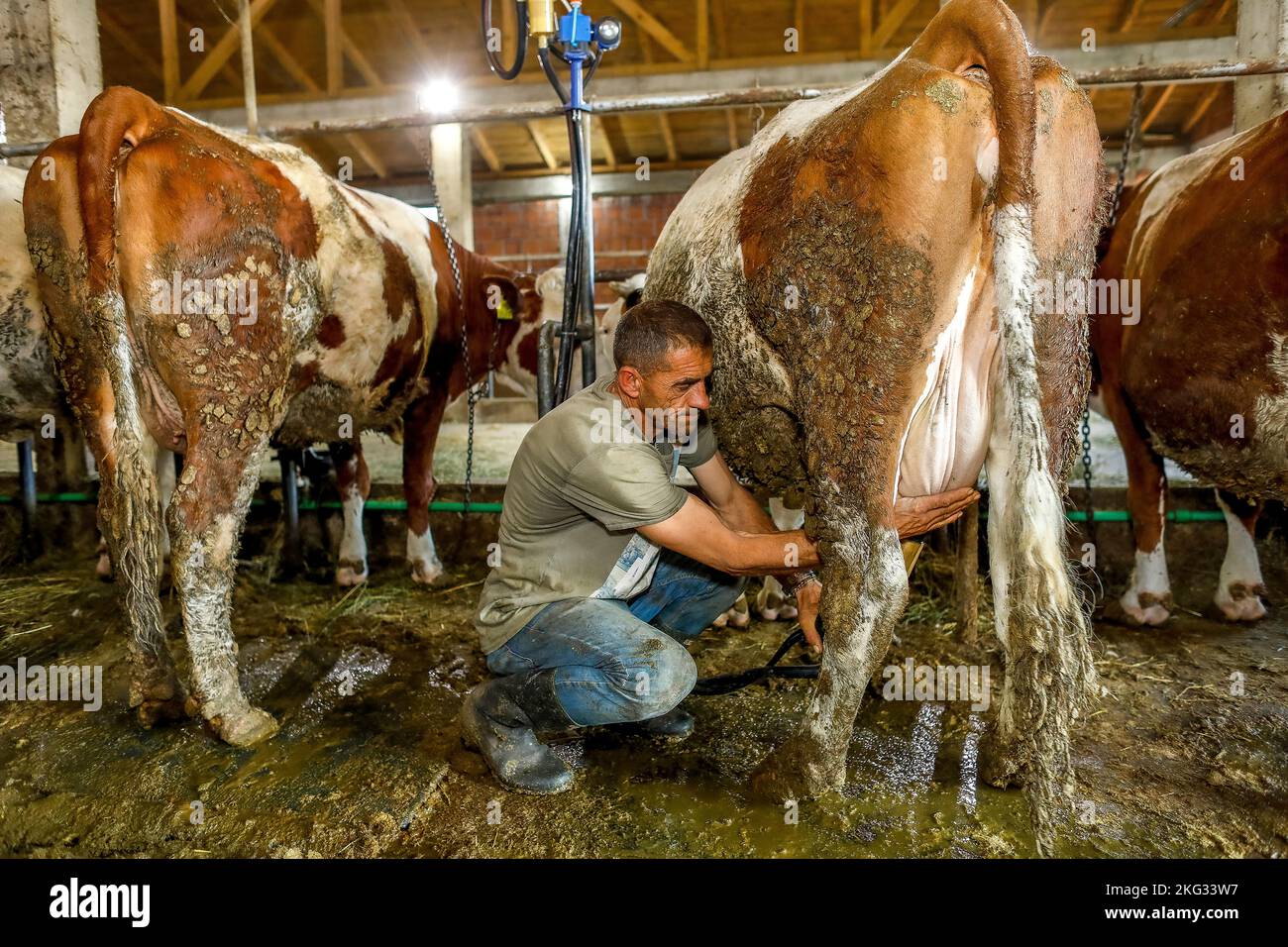 Ouvrier agricole qui traite des vaches dans une écurie près d'Istog, au Kosovo Banque D'Images