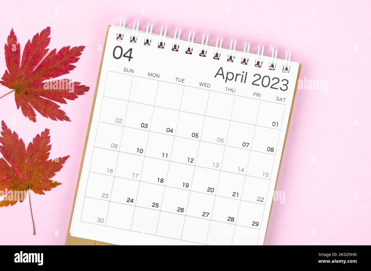 Hoja De Calendario 2023 Calendrier du bureau d'avril 2023 pour 2023 ans avec feuille d'érable  d'automne sur fond rose Photo Stock - Alamy