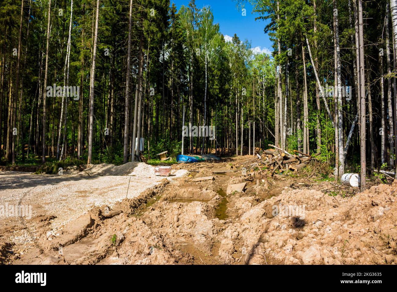 Coupe d'arbres dans la forêt pour un défrichement et un chantier de construction Banque D'Images