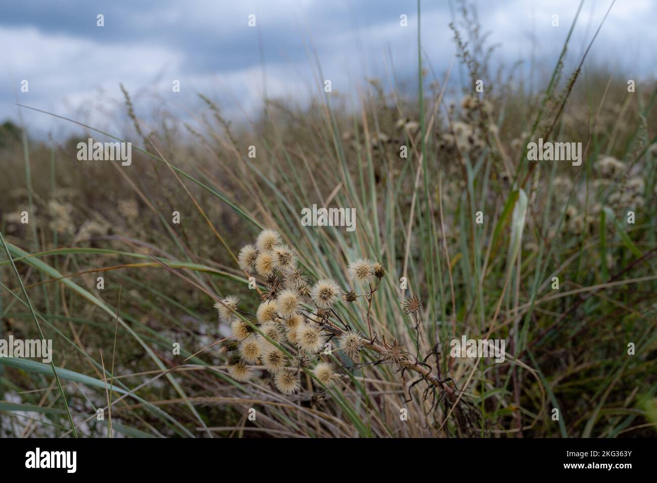 Une photo en gros plan d'une fleur sauvage sèche. Fond vert luxuriant. Photo de Skanor- Falsterbo à l'extrémité sud-ouest du comté de Scania, en Suède Banque D'Images