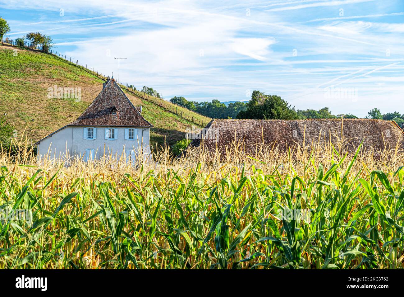 Photo en perspective d'une plante de céréales de riz et de graines dorées avec hutte en bois à l'arrière entourée d'une végétation luxuriante Banque D'Images