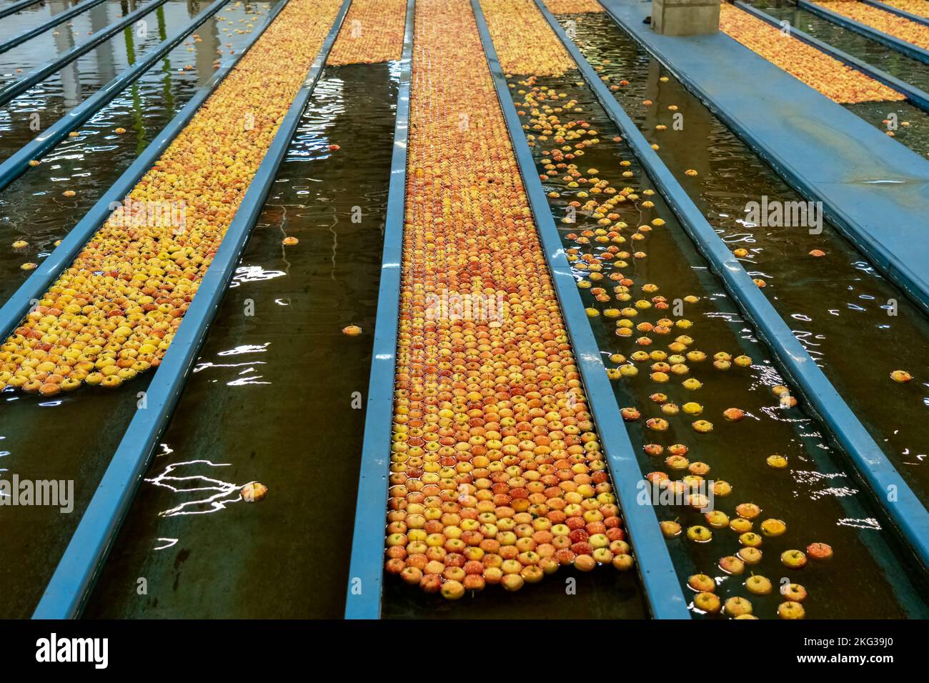 Réception et transformation d'Apple dans une grande maison d'emballage de fruits avant la distribution sur le marché. Sécurité alimentaire dans l'industrie alimentaire. Banque D'Images