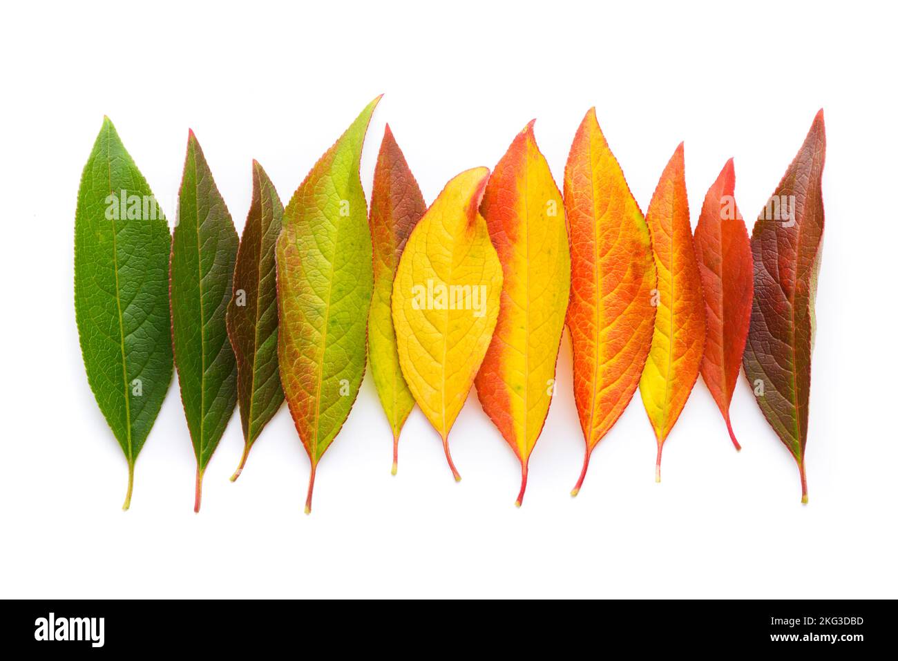 Dégradé coloré de feuilles d'automne transition de feuilles vertes à jaunes et rouges, feuillage d'automne isolé sur fond blanc vue de dessus plat Banque D'Images