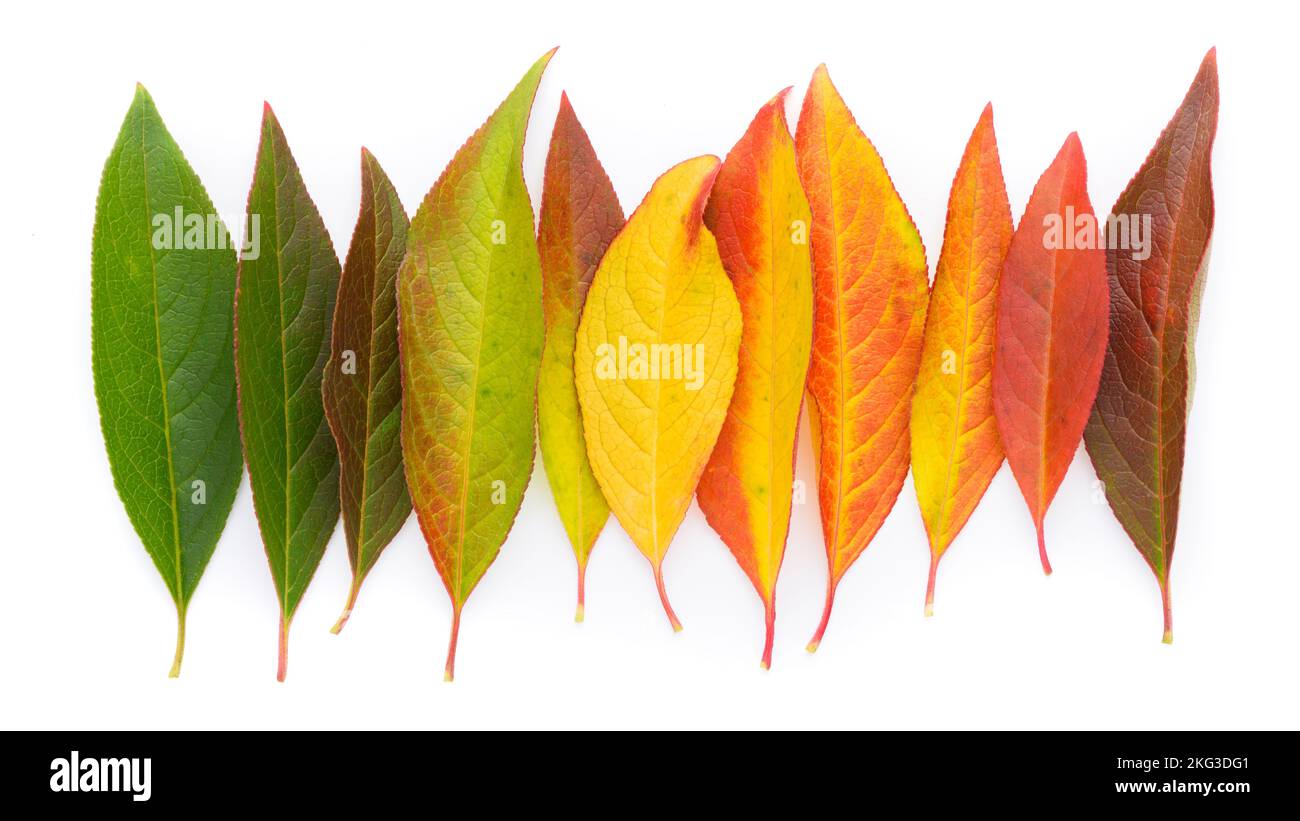 Cycle de vie d'une feuille, concept de changement de saison. Feuilles d'automne du vert au rouge foncé dans une rangée isolée sur fond blanc vue du dessus. Banque D'Images